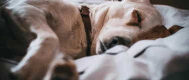 Event-Image for 'Anti‑Kl&auml;ff‑Kurs f&uuml;r laute Vierbeiner'